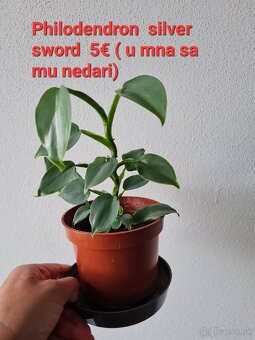 Epipremnum, philodendron a iné izbovky - 10