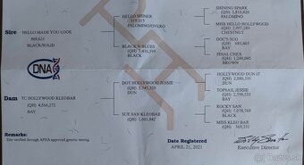 Čierny APH žrebček - 10