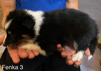 Border kólia - šteniatka - 10