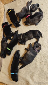 nemecký ovčiak šteniatka - 10