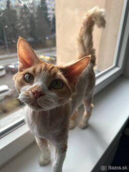 Dvojročný kocúrik plemena Devon rex si hľadá nový domov - 10