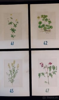 obrázky rastlín - 10