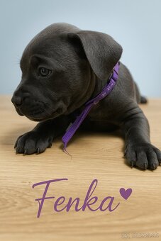 Amstaff šteniatka -verný modrý priatelia - 10