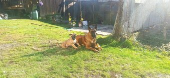 Belgický ovčiak malinois - 10