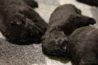 Nemecký ovčiak  s PP - 10