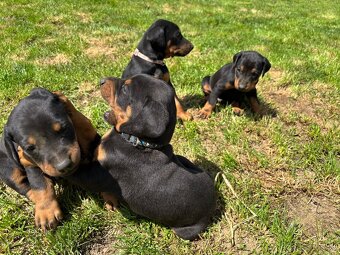 Šteniatka doberman - 10