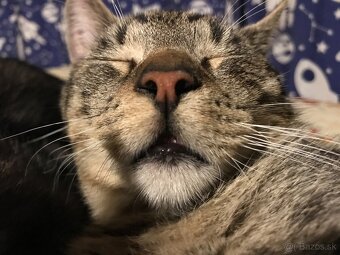 mačiatka - 10