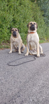 Kanarska Doga / Presa Canario s PP - 10