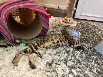 Bengalska mačka - 10
