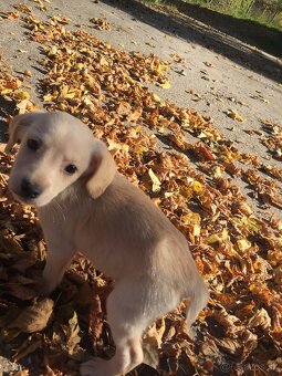 miešaní labrador retriver - 10