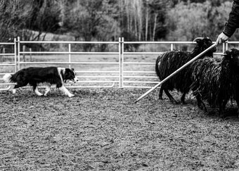 Border Kólia šteniatka Plánovaný vrh - Border Collie puppies - 10