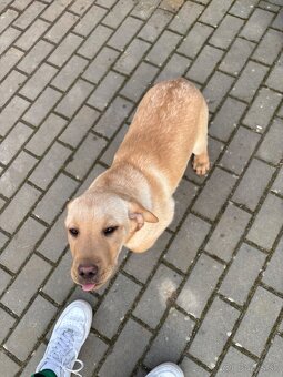 Labrador - 10