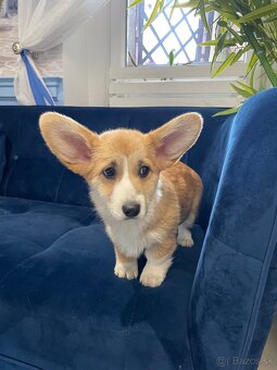 Welsh corgi pembroke - 10
