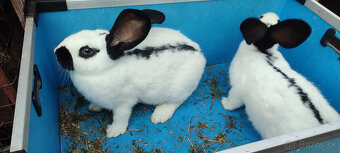 Predám zajacov NOS - 10