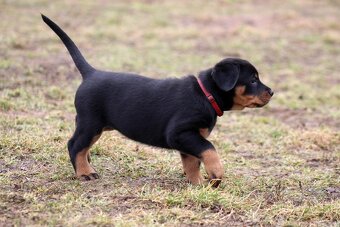 Beauceron - francouzský ovčák s PP (FCI) - 10