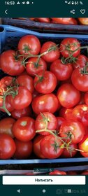 Predaj domácich semienok paradajky - 10