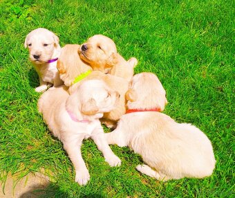 Zlatý retriever - 10