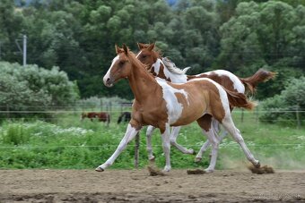 American Paint Horse - 10