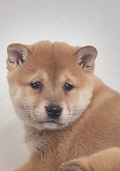 Shiba inu - 10