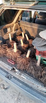 Paulownia Shan Tong Agát sadenice - 10