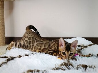Bengálska mačka na predaj - 10