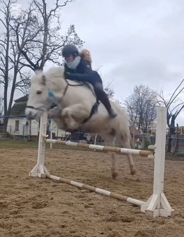 Poník na prenájom - 10