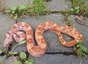 Boa imperator - Purple Sharp Sunglow Aztec, Sharp Sunglow - 10