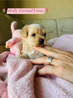 Golddust Yorkshire Terrier, Yorskshire s PP, Jork - 10