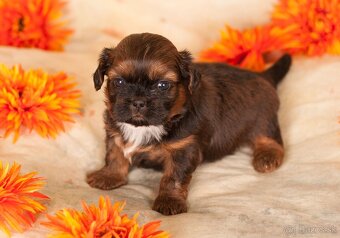 Shih-Tzu štěniatka (shi tzu, si-tzu, shitzu, si-cu) - 10