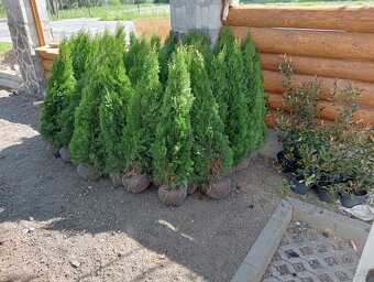 Tuja Smaragd, vavrínovec, červienka - ROŽŇAVA - 10