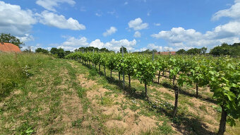 Krásny pozemok s vinicou v Jabloňovciach o výmere 9585 m2 - 10