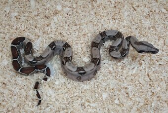 Boa imperator - VPI T+ Albino het Blood, Normal DH VPI Blood - 10