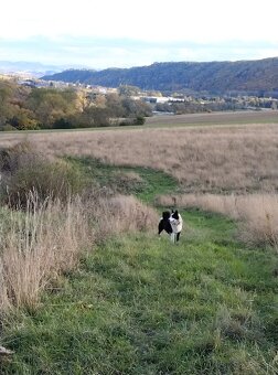 Karelsky Medvedí Pes - 10