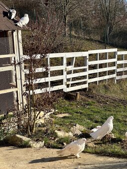 Okrasné holuby - 10