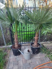 Mrazuvzdorne palmy - Trachycarpus Fortunei - 10