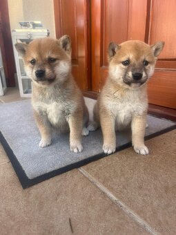 Shiba inu - 10