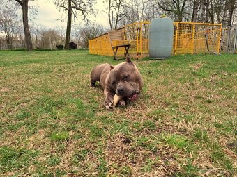American Bully Pocket - 10