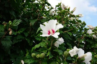 Sony RX100 VI mark 6 - 10