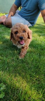 Maltipoo+maltipoo=red maltipoo - 10