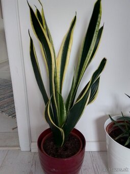 Slonia noha bananovnik kavovnik zamiokulkas a ine - 10