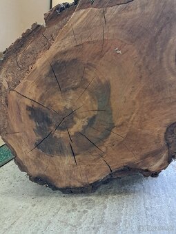 Orechovy kmen drevo - 10