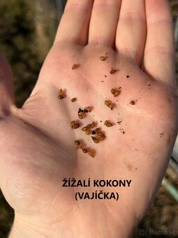 Kalifornské a Hnojné Dážďovky - 10