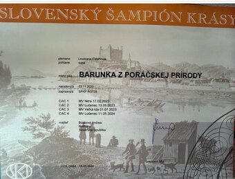 Louisianský leopardi pes - šteniatka s PP - 10