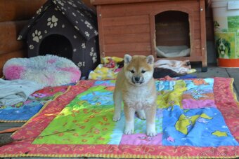 Shiba inu  s PP  /FCI / - 10