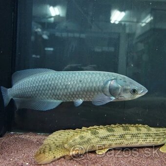L165 albino Gibbiceps Pleco+mix - 10