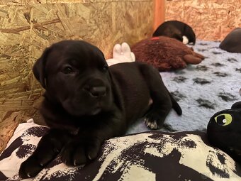 Predam steniatka cane corso - 10