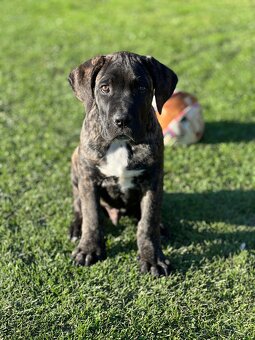Cane Corso - psík - 10