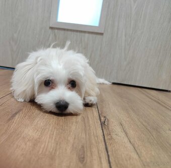 Predám Šteniatko Čistokrvneho Maltezaka - 10