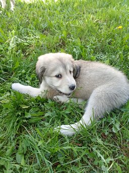 Čuvač a.kangal - 10
