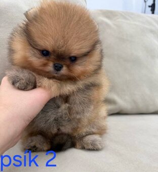 Pomeranian mini Boo - 10